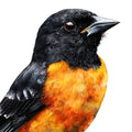 Baltimore Oriole Fabric Panel 15
