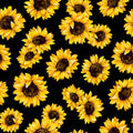 Black Sunflower Dance 45" wide Fabric per yard