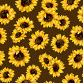 Brown Sunflower Dance 45" wide Fabric per yard