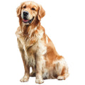 Golden Retriever Fabric Panel 19