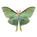 Luna Moth Fabric Panel 1