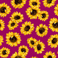Magenta Sunflower Dance 45" wide Fabric per yard