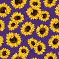 Purple Sunflower Dance 45" wide Fabric per yard