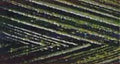 Swirls Maxi-Lock Polyester Serger Thread 50wt 3000yds Variegated Foresty Mint