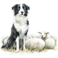 Watercolor Border Collie Fabric Panel 8