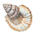 Watercolor Sea Shells Fabric Panel 18