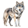 Wild Wolfs Fabric Panel 5